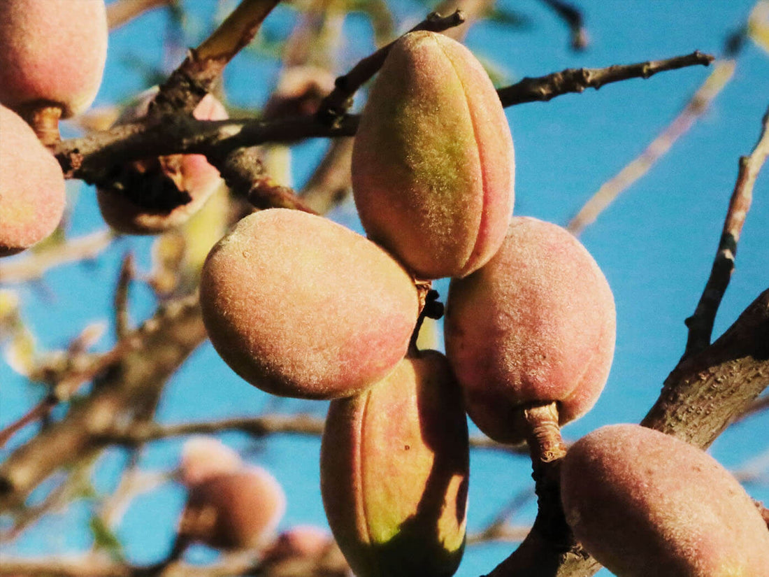 Bois d’amandier pour fumage, idéal pour parfumer viandes et poissons au kamado.