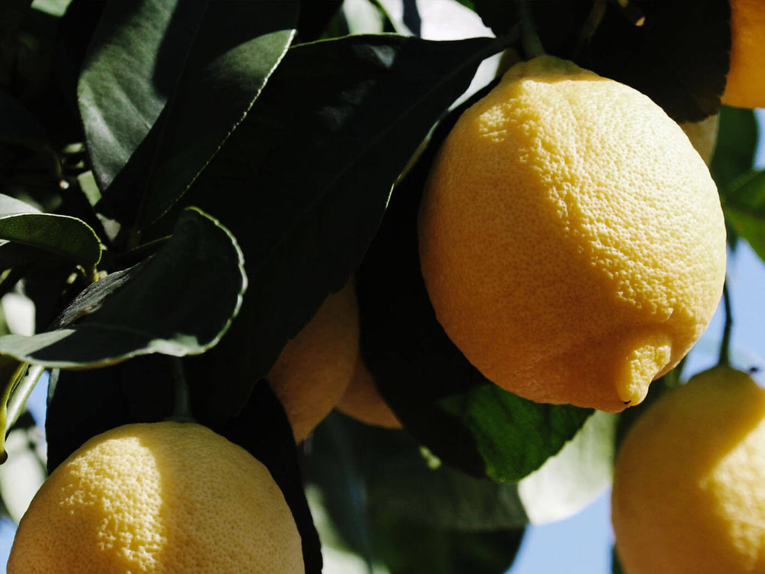 Bois de citronnier pour fumage apportant une touche fraîche et agrumée.
