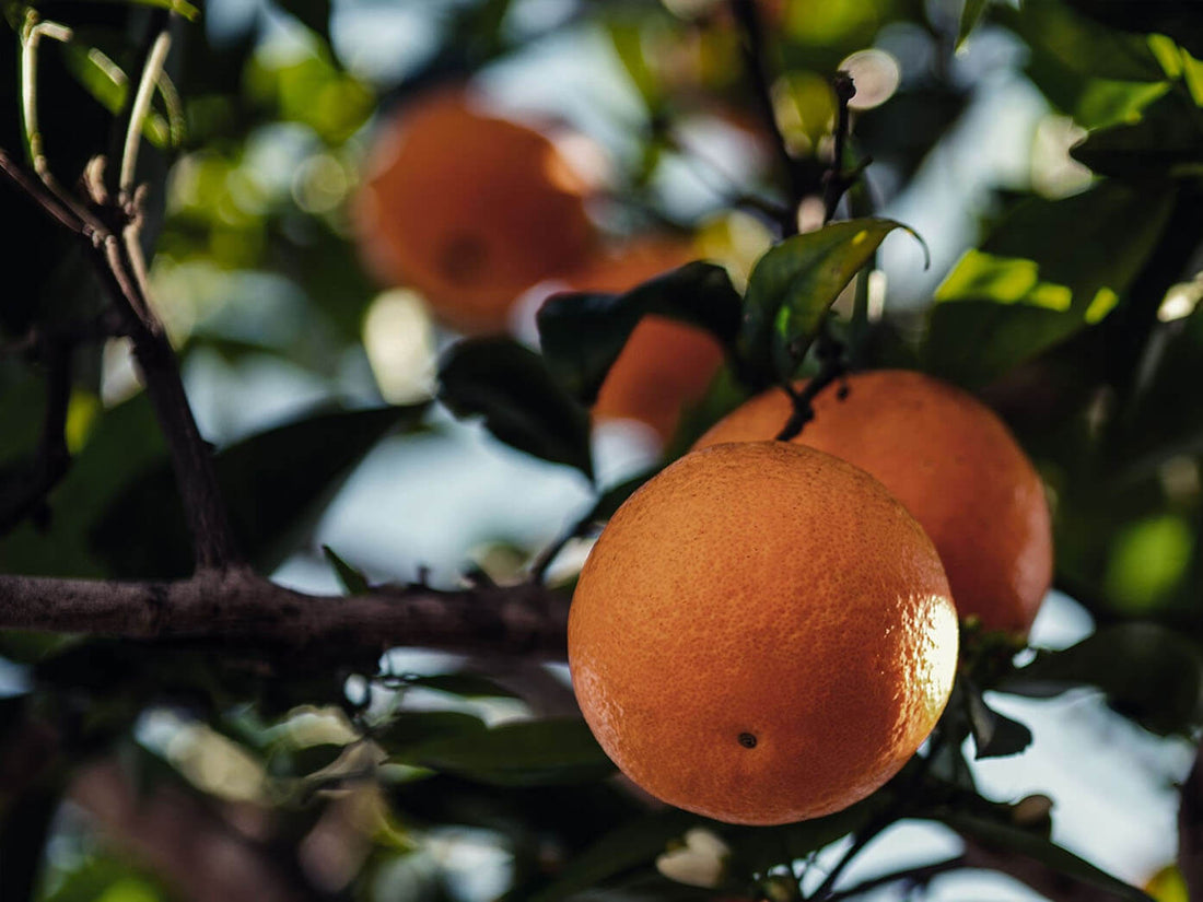 Bois d’oranger pour fumage offrant des notes douces et fruitées au kamado.