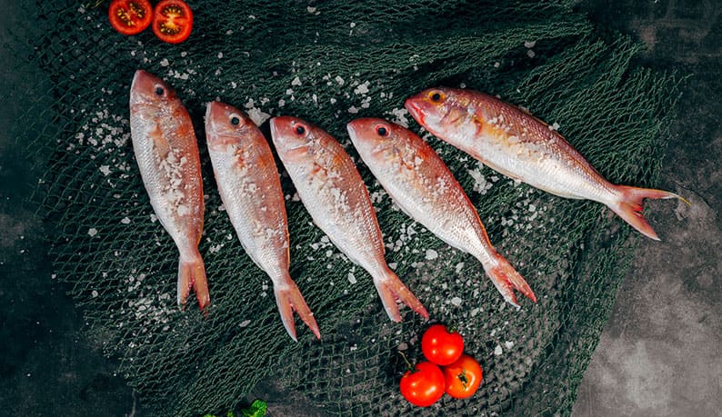 Fish
